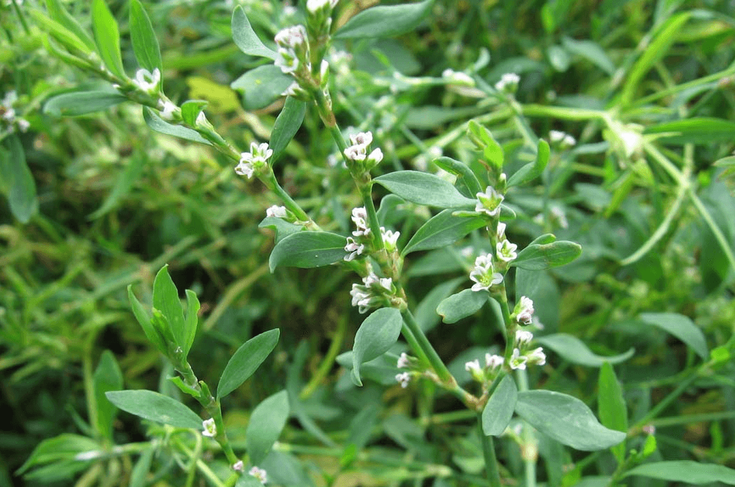 Polygonum Aviculare